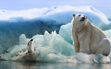 Почему белые медведи не живут в Антарктиде, а пингвины  в Арктике 