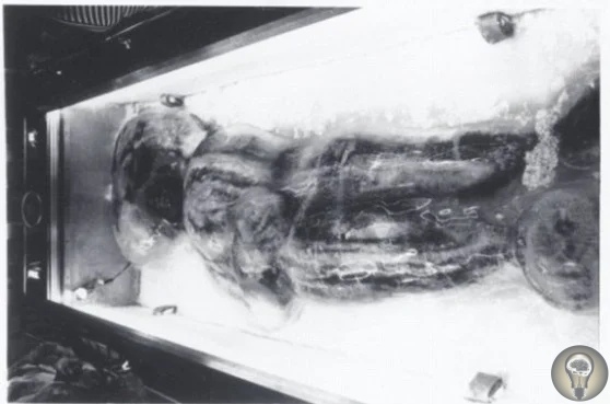 Замороженный в глыбе льда Снежный Человек на ярмарке в Чикаго В конце 60-х годов двум ученым-зоологам поступила информация, что в Чикаго на местной фермерской ярмарке некий человек выставил на