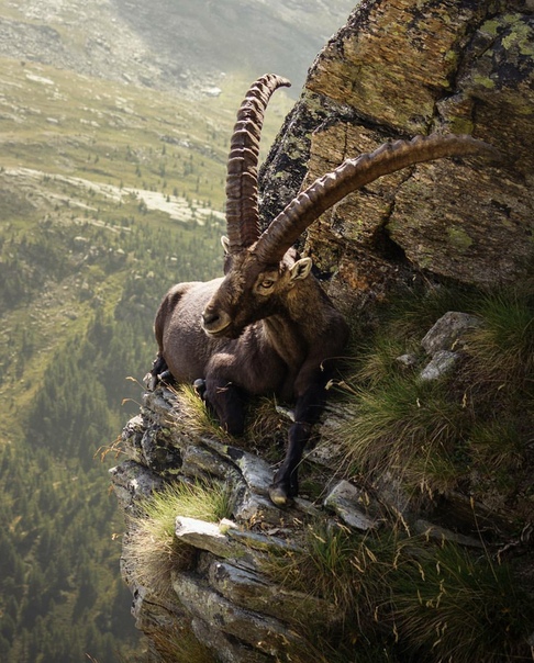 Альпийский горный козел отдыхает на склоне утеса в Национальном парке Гран-Парадизо, Италия Фото: Vittorio