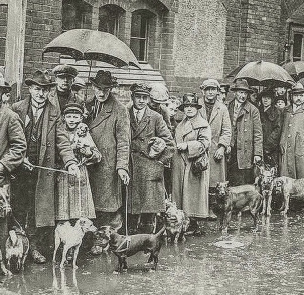 Грустный момент истории. Люди привели своих собак на усыпление, так как они не в состоянии платить увеличенный налог на домашних питомцев. Берлин, 1926